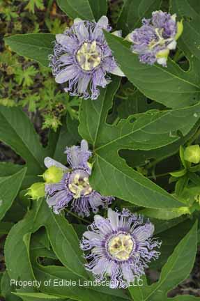 Passion Vine Flowers